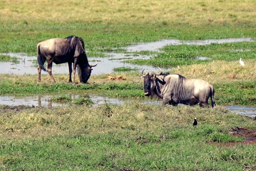 Kenia (169).jpg